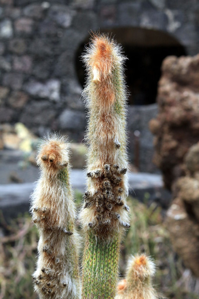 Файл:Espostoa guentheri 1.jpg