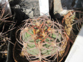 Gymnocalycium bayrianum P399