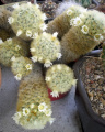 Mammillaria carmenae