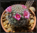 Mammillaria erythrosperma 2011.jpg
