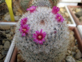 Mammillaria haageana