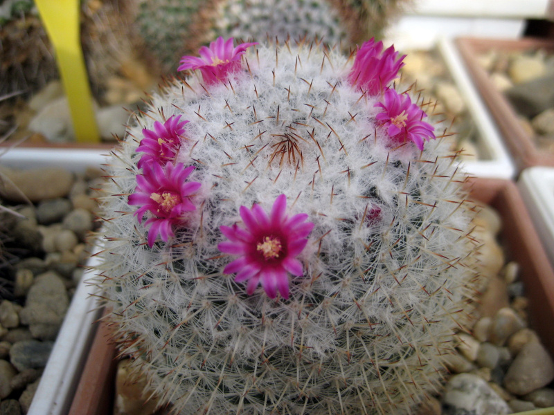 Файл:Mammillaria haageana.jpg