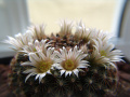 Mammillaria heyderi 2.jpg