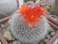 Parodia haselbergii ssp. haselbergii 3.jpg