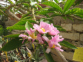 Pereskia grandiflora