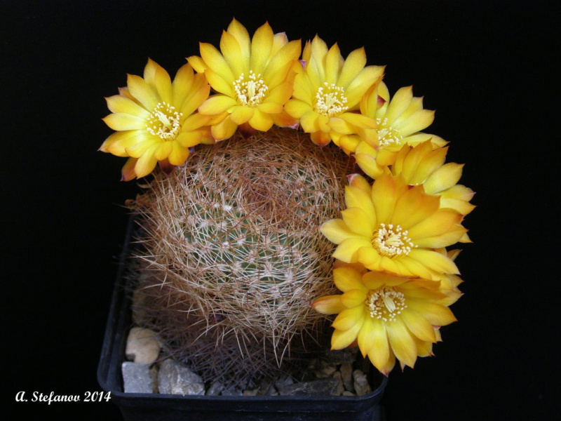 Файл:Rebutia glomeriseta.jpg