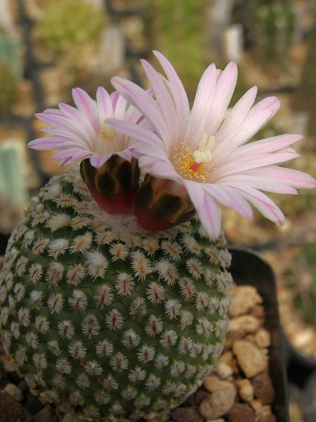 Файл:Turbinicarpus pseudopectinatus.jpg
