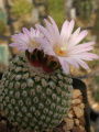 Turbinicarpus pseudopectinatus.jpg