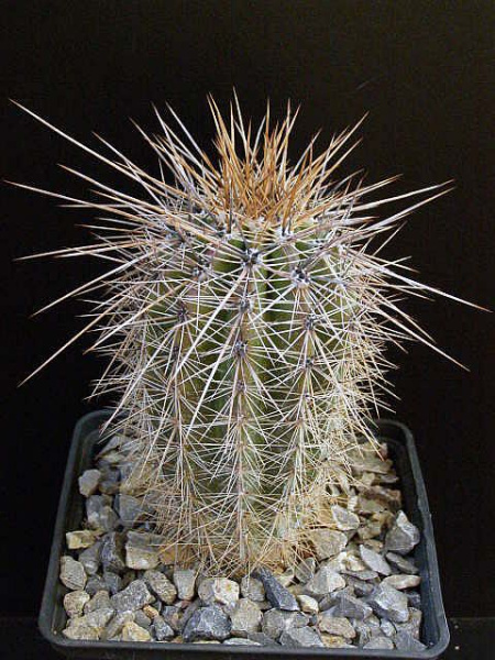 Файл:Carnegiea gigantea.jpg