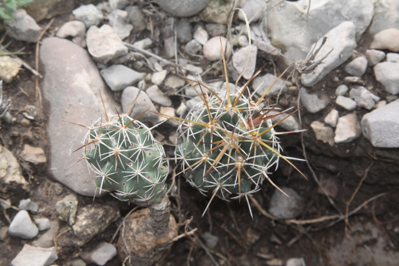 Файл:Coryphantha wohlschlageri 1.jpeg