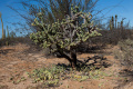Cylindropuntia cholla 3h.jpg