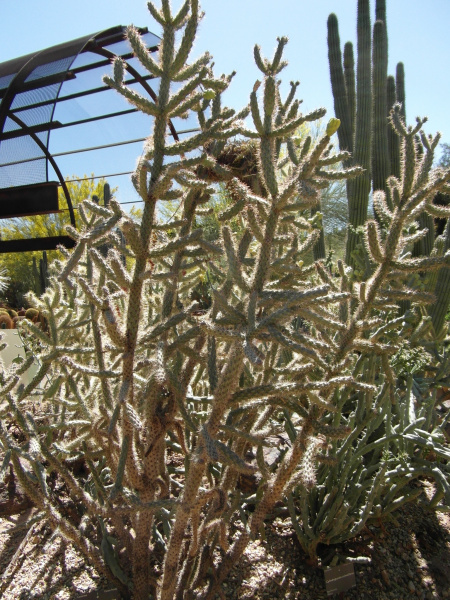 Файл:Cylindropuntia spinosior 5.JPG
