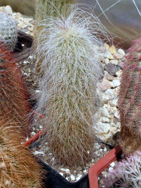 Файл:Echinocereus longisetus ssp. delaetii.JPG