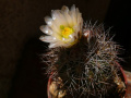 Sclerocactus warnockii
