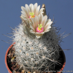 Escobaria duncanii 13501.jpg