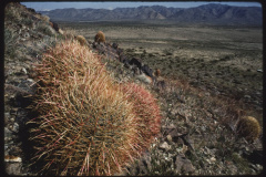 Ferocactus cylindraceus ssp. lecontei 0072.jpeg