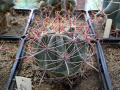Ferocactus wislizeni 1.JPG