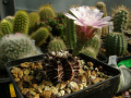 Gymnocalycium mihanovichii var. friedrichii.jpg
