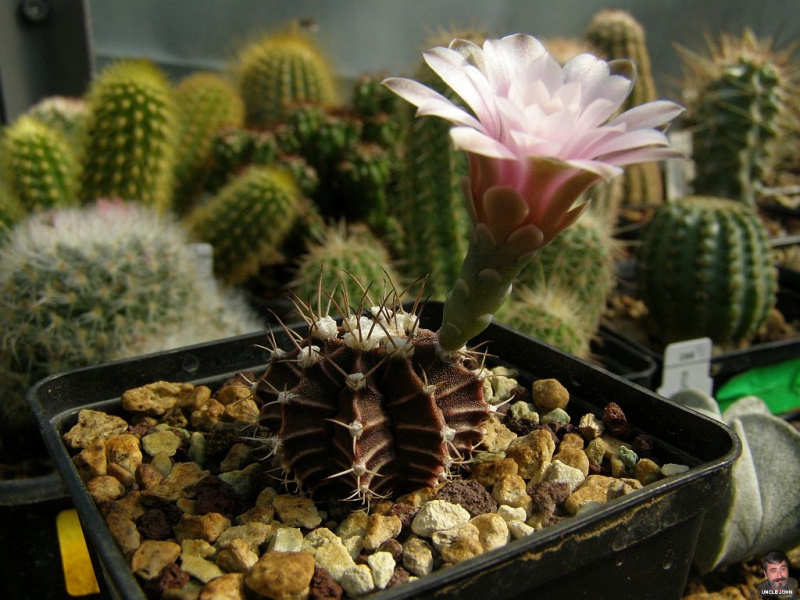Файл:Gymnocalycium mihanovichii var. friedrichii.jpg