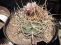 Gymnocalycium spegazzinii ssp. cardenasianum 1.jpg