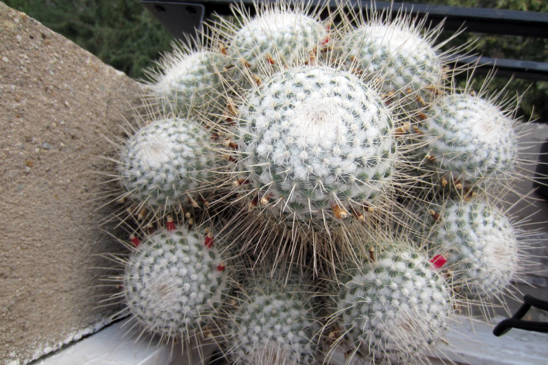 Файл:Mamm geminispina v.nobilis.jpg