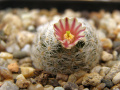 Mammillaria lasiacantha