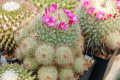 Mammillaria varieaculeata 137.jpg