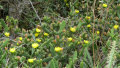 Opuntia pubescens 2.jpg