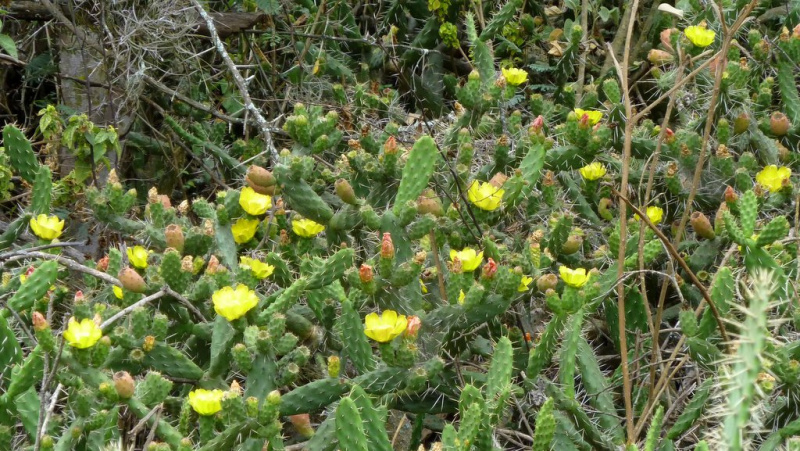 Файл:Opuntia pubescens 2.jpg