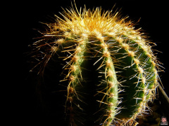 Parodia magnifica.jpg