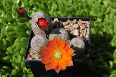 Rebutia heliosa 4.jpg