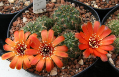 Rebutia oligacantha.jpg