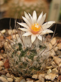 Turbinicarpus schmiedickeanus ssp. dickisoniae 2.jpg
