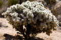 Cylindropuntia echinocarpa 1561.jpeg