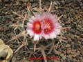 Echinocactus texensis 10.jpg