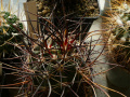 Echinocereus ferreirianus ssp. lindsayi 2.jpg