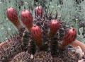 Echinopsis aurea ssp. aurea
