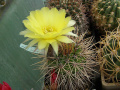 Echinopsis aurea ssp. fallax 5.jpg