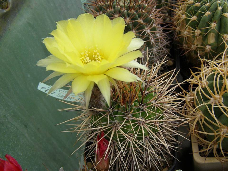 Файл:Echinopsis aurea ssp. fallax 5.jpg