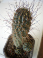 Echinopsis backebergii ssp. wrightiana