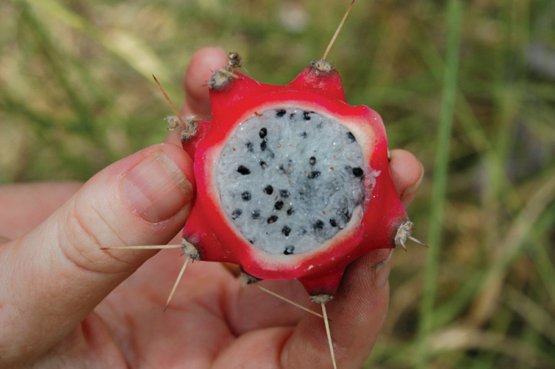 Файл:Harrisia-cactus-inside-of-the-fruit.JPG