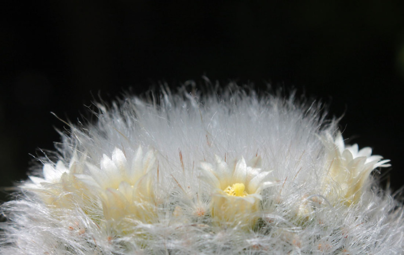 Файл:Mammillaria albicoma 01.jpg