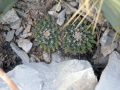 Mammillaria heyderi ssp. meiacantha 3.jpg