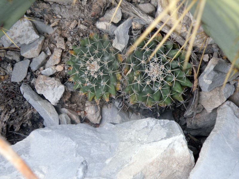 Файл:Mammillaria heyderi ssp. meiacantha 3.jpg