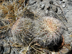 Mammillaria nejapensis 1h.jpg