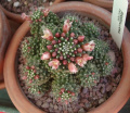Mammillaria painteri 12.jpg