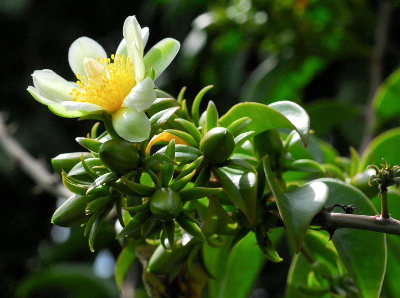 Файл:Pereskia aculeata 4.jpg