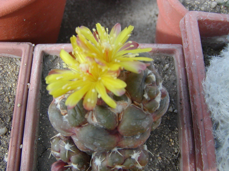 Файл:Rebutia cintia 3.jpg
