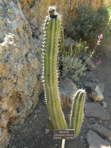 Файл:Stenocereus stellatus 7.JPG