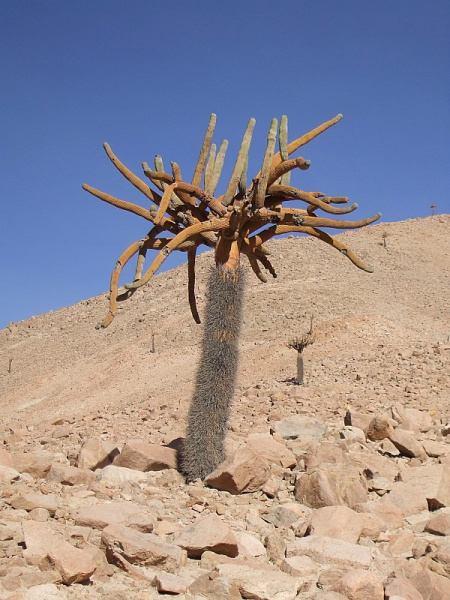 Файл:Browningia candelaris ssp. candelaris 3.JPG